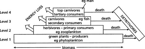 http://content.answers.com/main/content/img/oxford/Oxford_Geography/0198606737.trophic-level.1.jpg